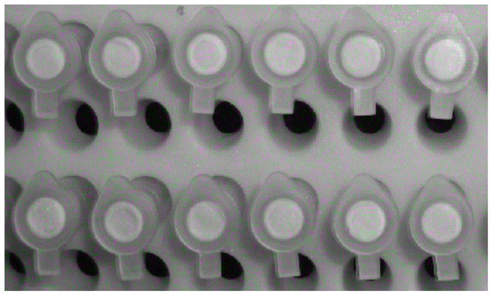 Kit for rapidly detecting staphylococcus aureus and application thereof