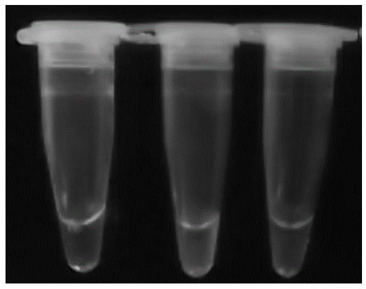 Kit for rapidly detecting staphylococcus aureus and application thereof