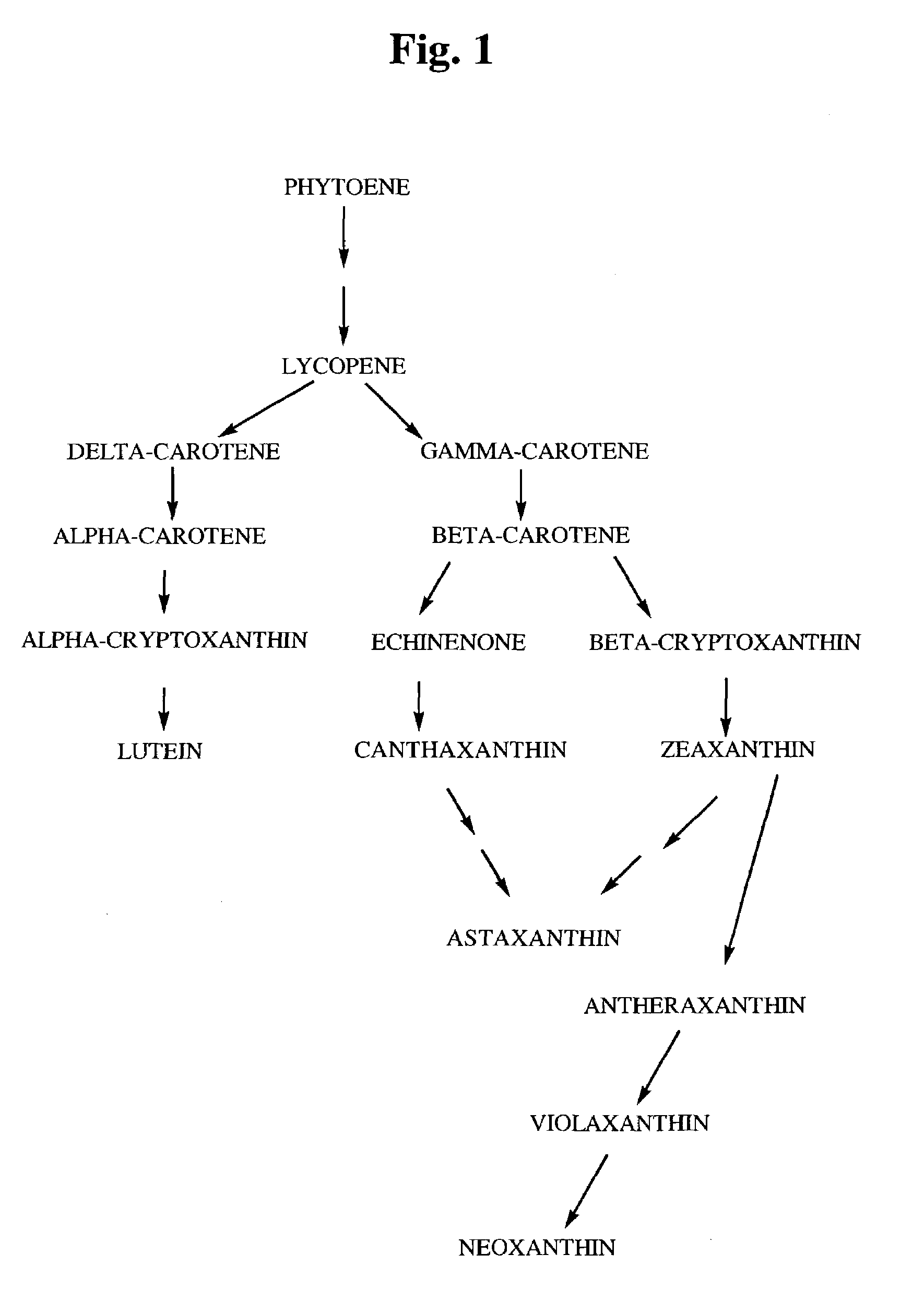 4-ketocarotenoids in flower petals