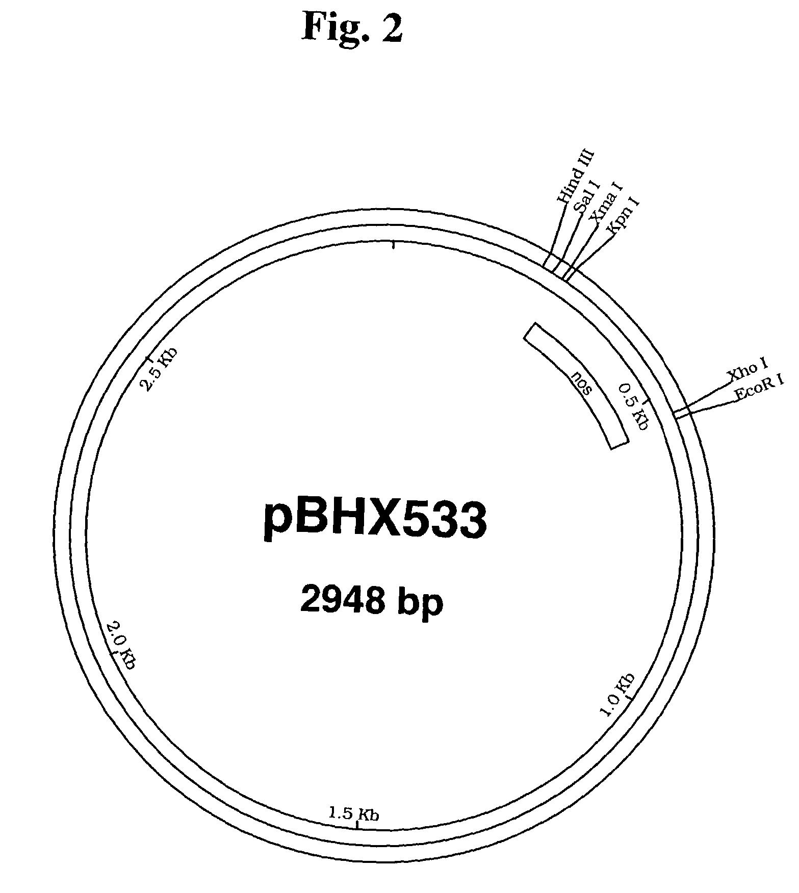 4-ketocarotenoids in flower petals