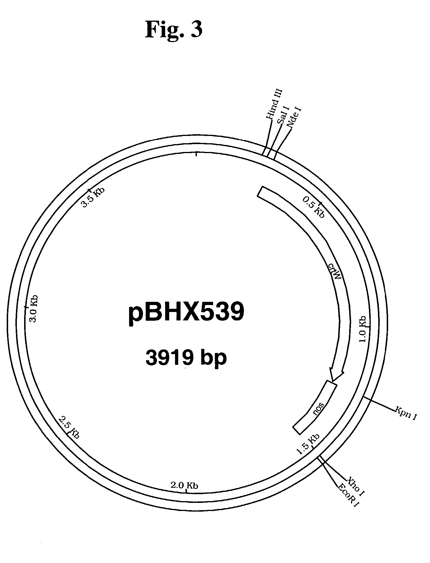 4-ketocarotenoids in flower petals