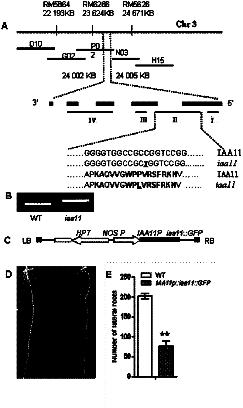 Rice lateral root control gene osiaa11 and its application