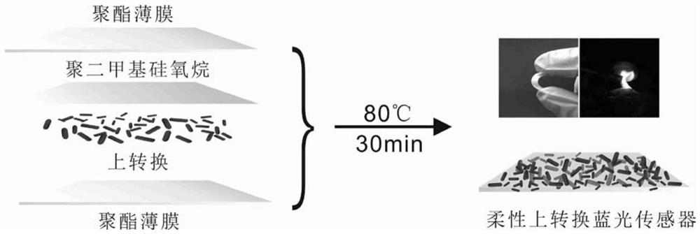 Flexible up-conversion blue light sensor capable of regulating cryptochrome cry2 protein allosterism in vivo and preparation method thereof