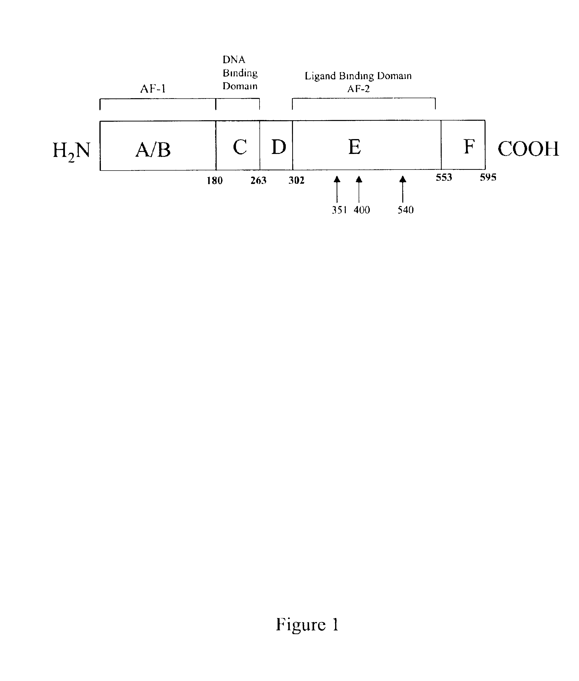 1-adamantyl chalcones for the treatment of proliferative disorders