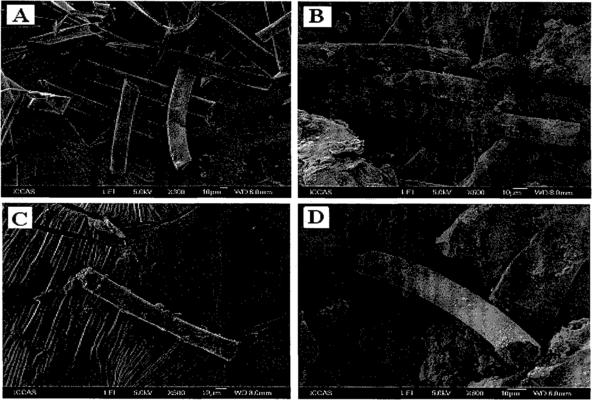 Phase change material microcapsules encapsulated by natural microtubules and preparation method thereof