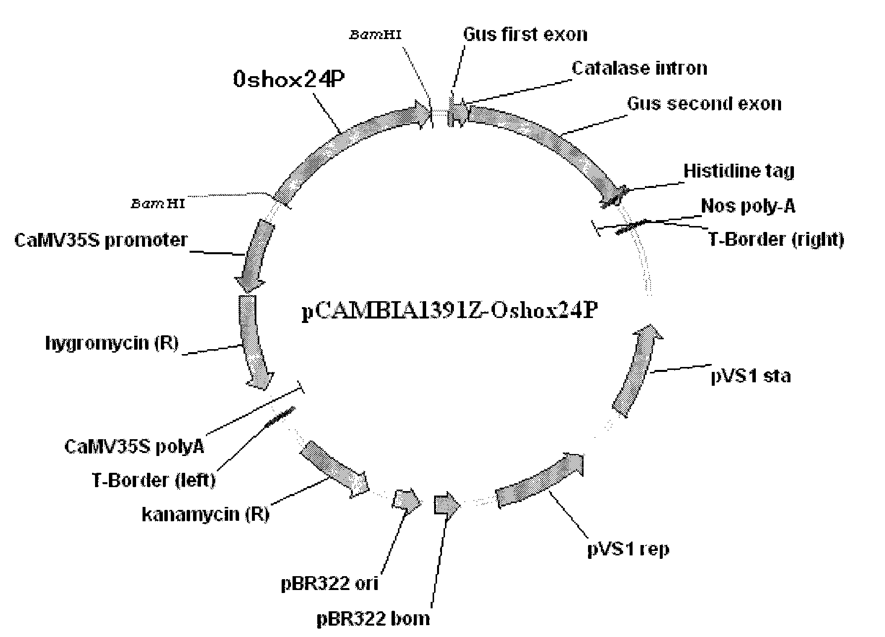 Identification and use of rice drought-inducible promoter Oshox24P