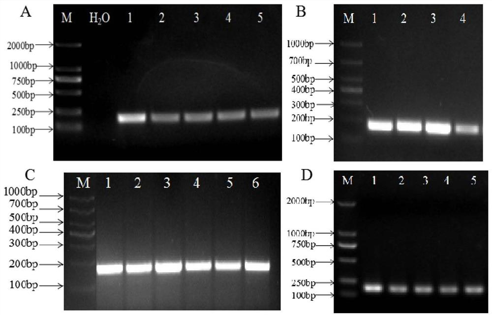 Gene for regulating and controlling sugar content of tomato fruits and application thereof