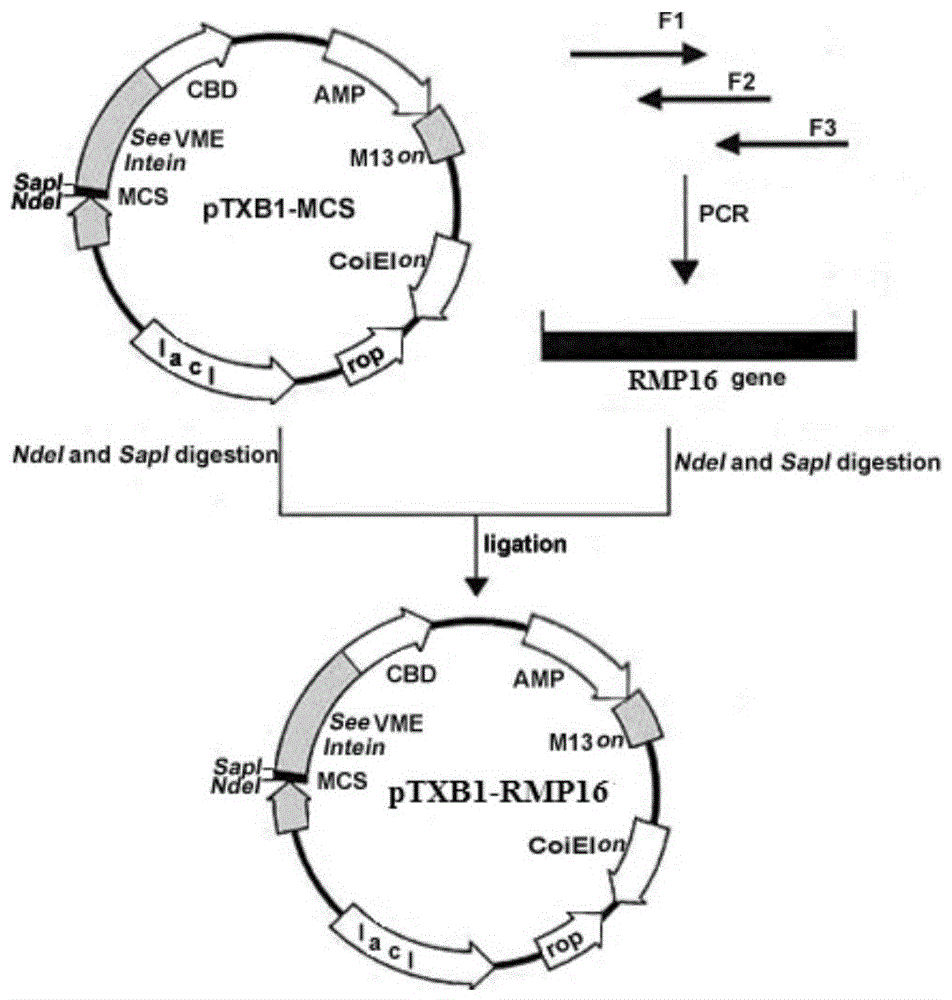 Gene recombinant tnf-α derivative rmp16 and its preparation method and application