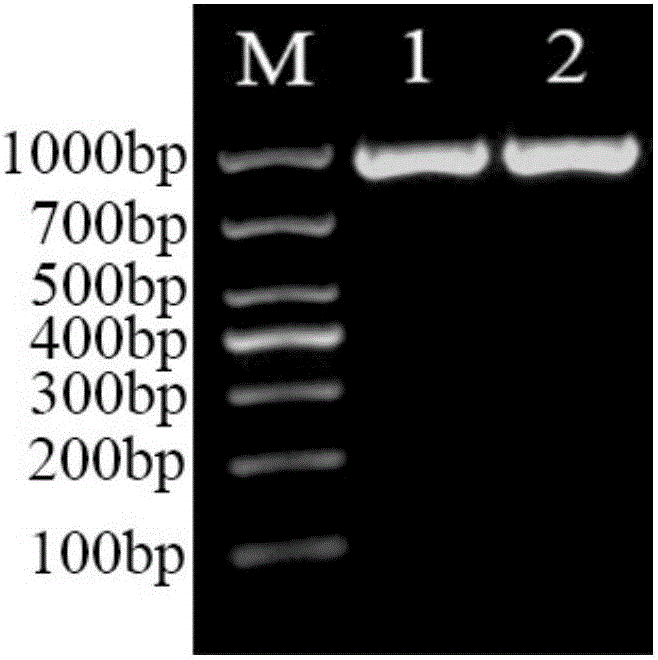 Overexpressed UGPase (UDP-glucose pyrophosphorylase) gene and method for constructing recombinant lactobacillus acidophilus thereof