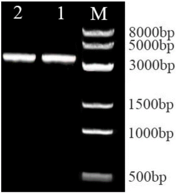 Overexpressed UGPase (UDP-glucose pyrophosphorylase) gene and method for constructing recombinant lactobacillus acidophilus thereof