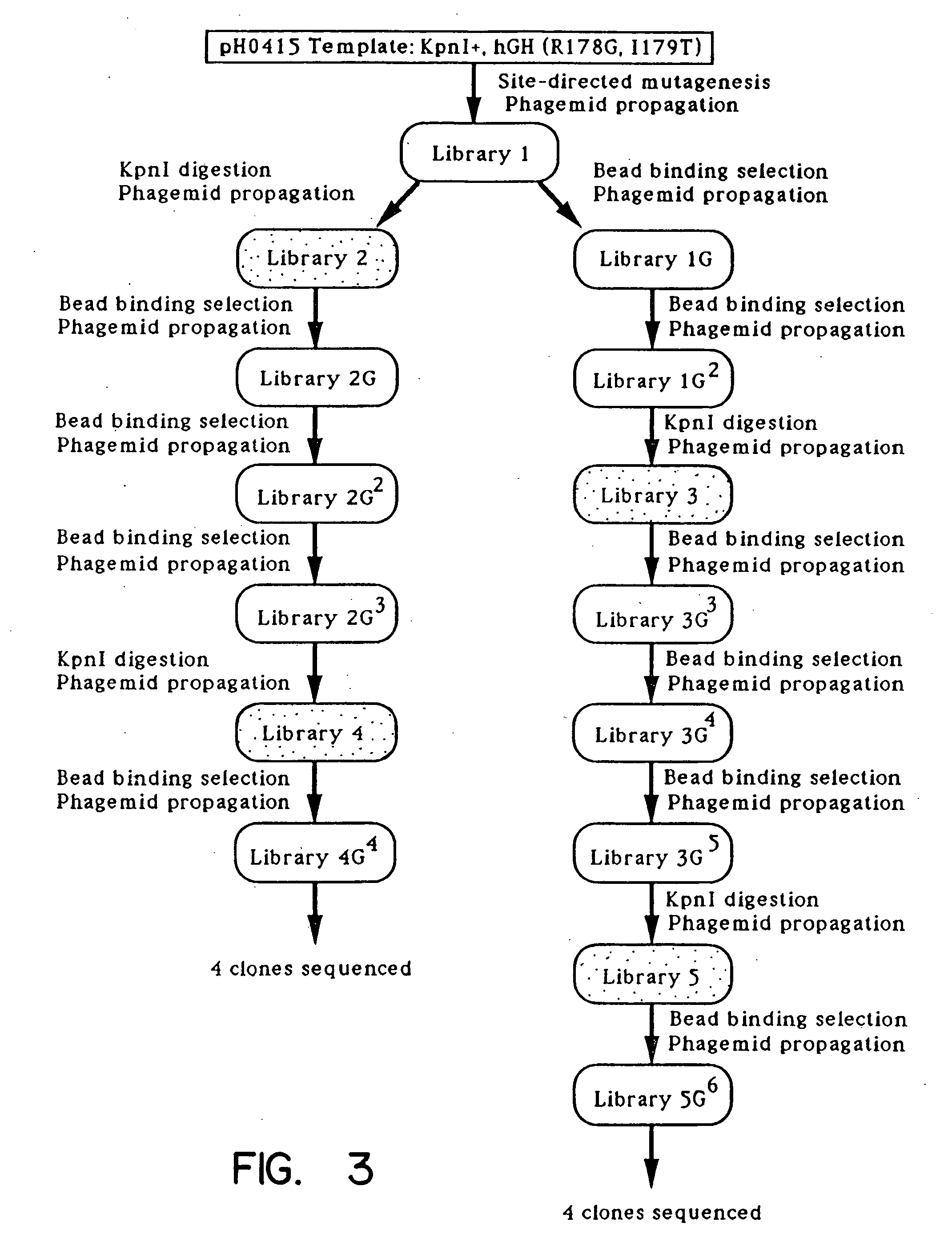 Enrichment method for variant proteins with altered binding properties