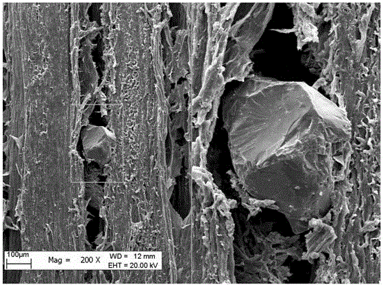 Method for preparing xylem sample of haloxylon ammodendron for scanning electronic microscope