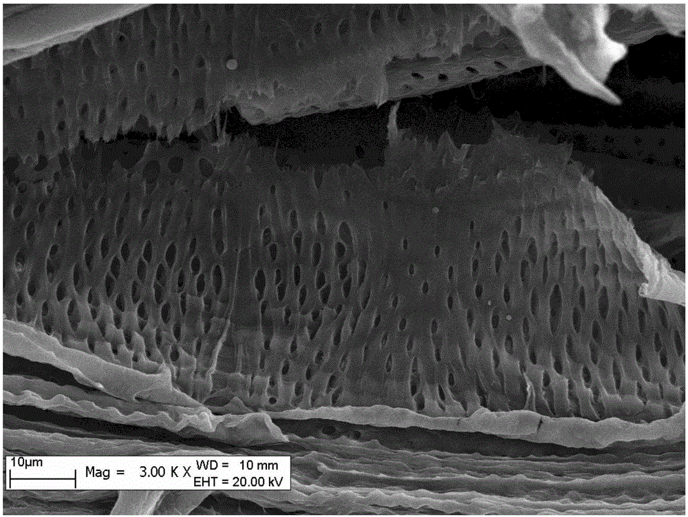 Method for preparing xylem sample of haloxylon ammodendron for scanning electronic microscope