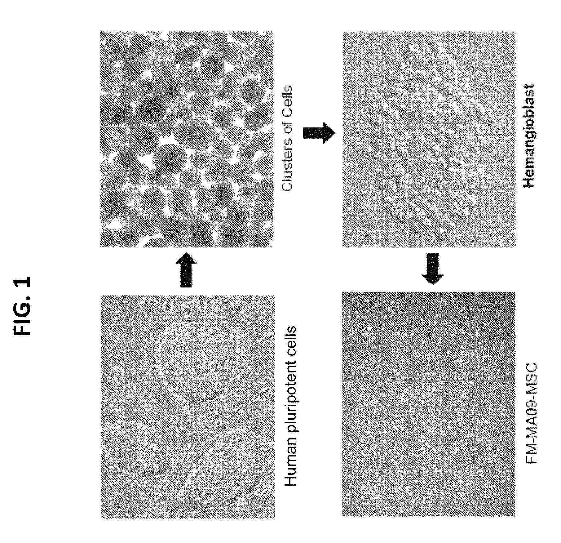 Mesenchymal stromal cells and uses related thereto