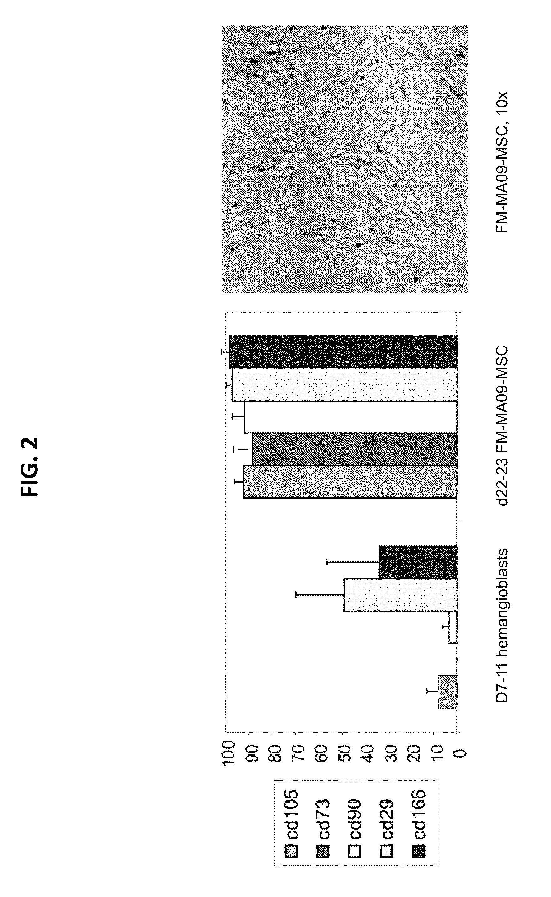 Mesenchymal stromal cells and uses related thereto