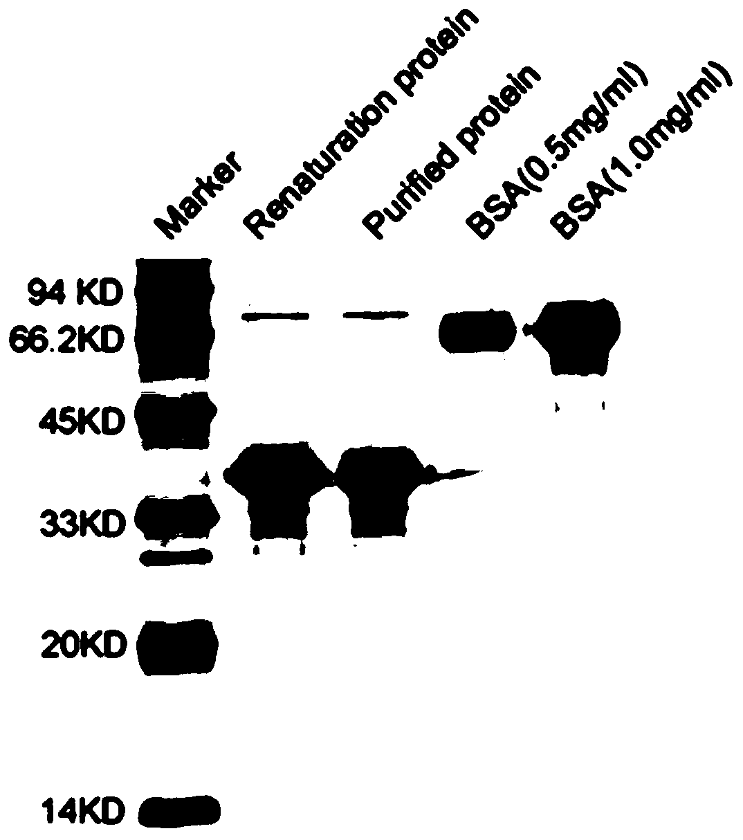 Protein nucleic acid compound, as well as preparation method and application thereof