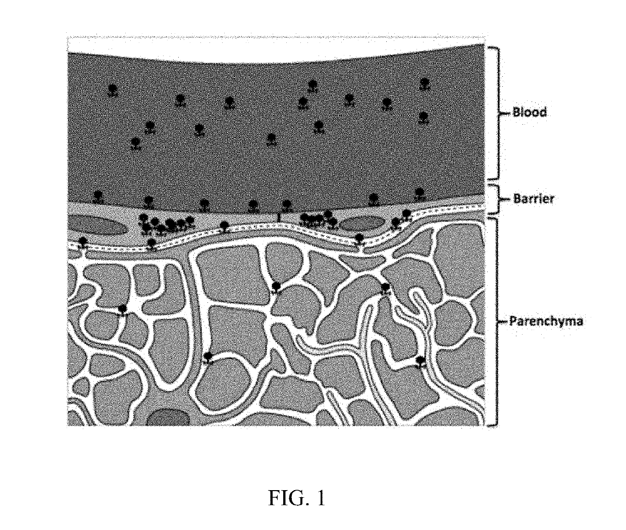 In Vivo Methods for Selecting Peptides that Cross the Blood Brain Barrier, Related Compositions and Methods of Use