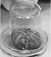 Strain character maintaining method of strain for edible mushroom production