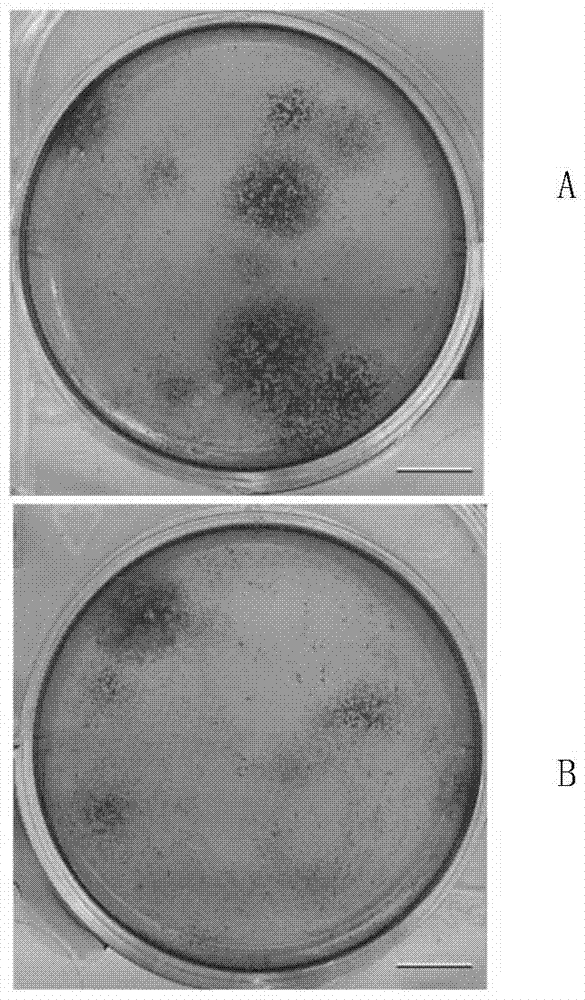 Kit used for identifying hematopoietic stem cell transplantation effect