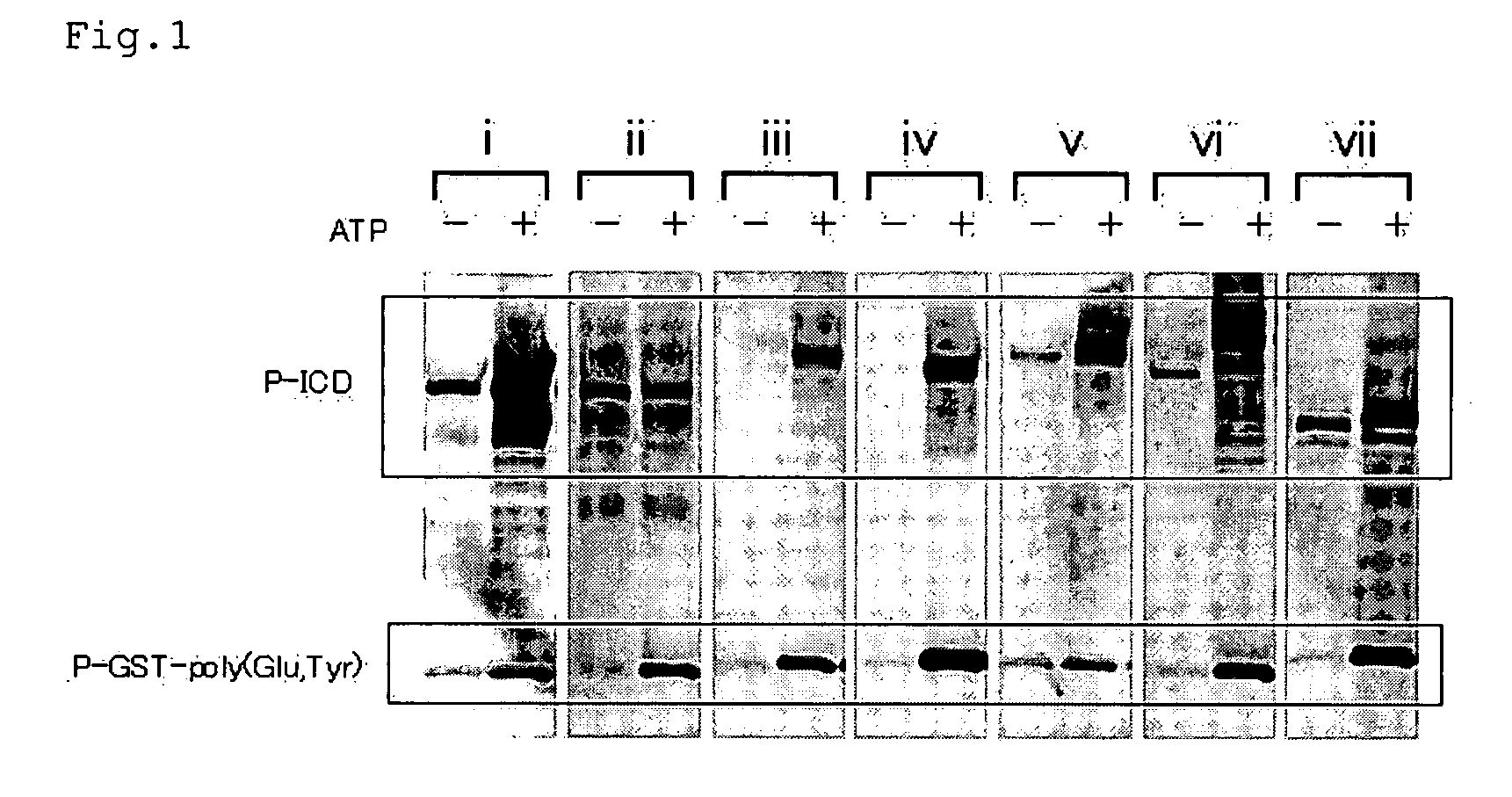 Method for assessing proliferation inhibiting effect of inhibitor, and method for determining sensitivity of tumor cell to inhibitor