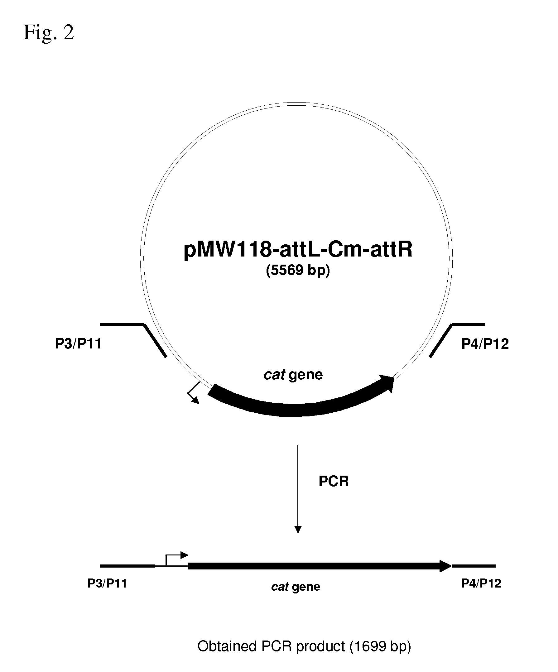 Method for producing an l-amino acid by fermentation using a bacterium having an enhanced ability to utilize glycerol