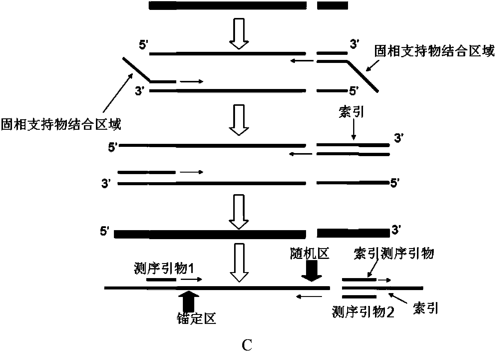 Multipurpose DNA segment enrichment method used for next generation sequencing