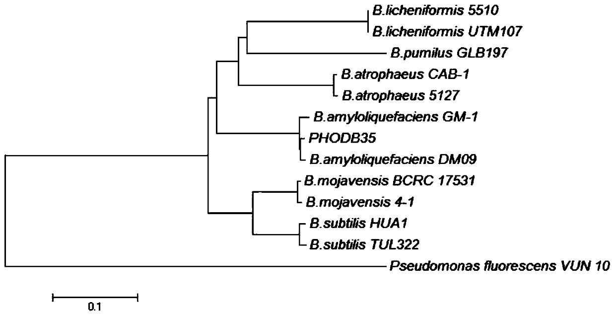 Bacillus amyloliquefaciens capable of degrading inorganic phosphorus and inhibiting bacteria and its application