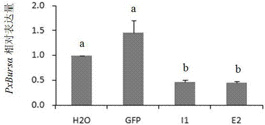 Method for suppressing insect gene expression by short single-stranded DNA