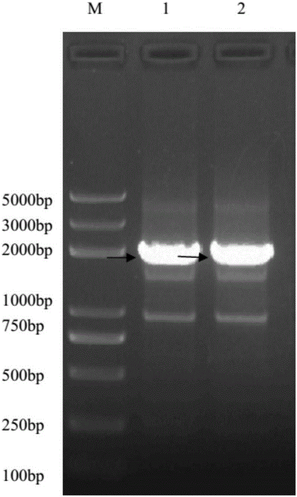 Small brown rice planthopper drug-resistant carboxylesterase gene LSCE12, gene segment for lowering drug resistance of small brown rice planthoppers and application thereof