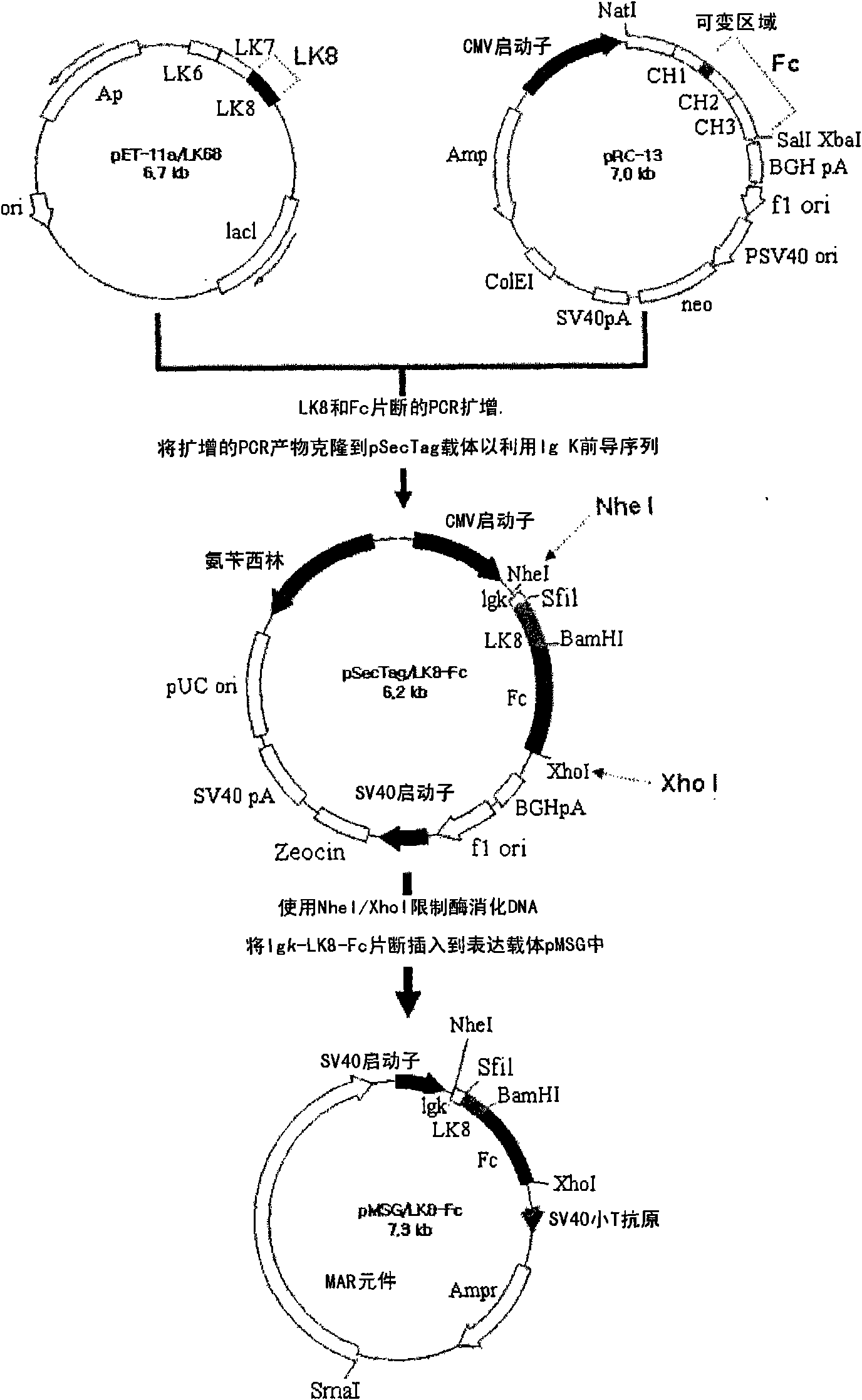 Fusion protein of immunoglobulin fc and human apolipoprotein(a) kringle fragment