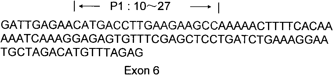 PCR method for detecting TRIMCyp genotypes of animals of macaca