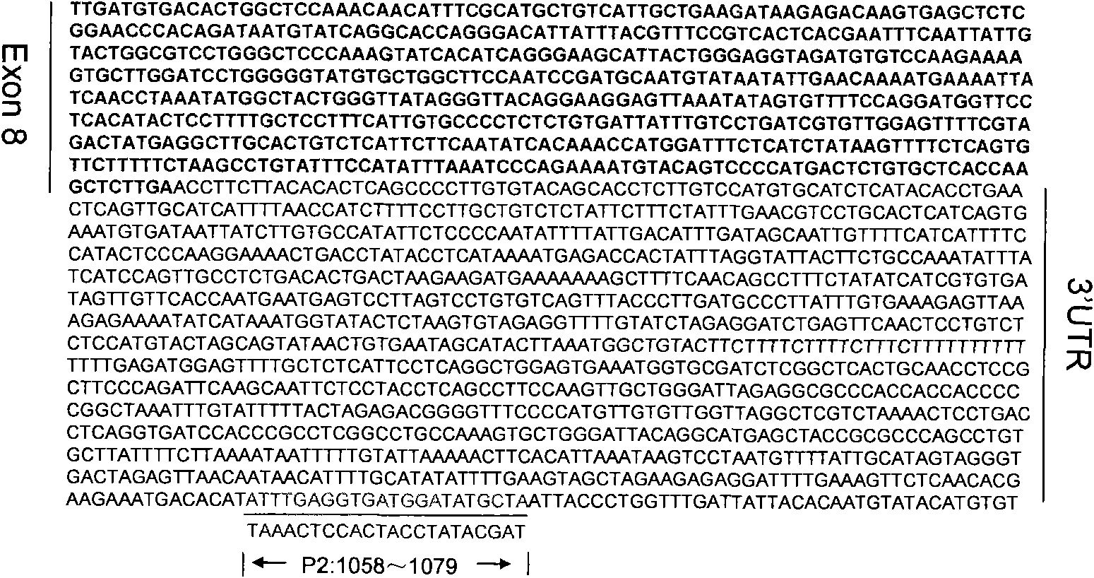 PCR method for detecting TRIMCyp genotypes of animals of macaca