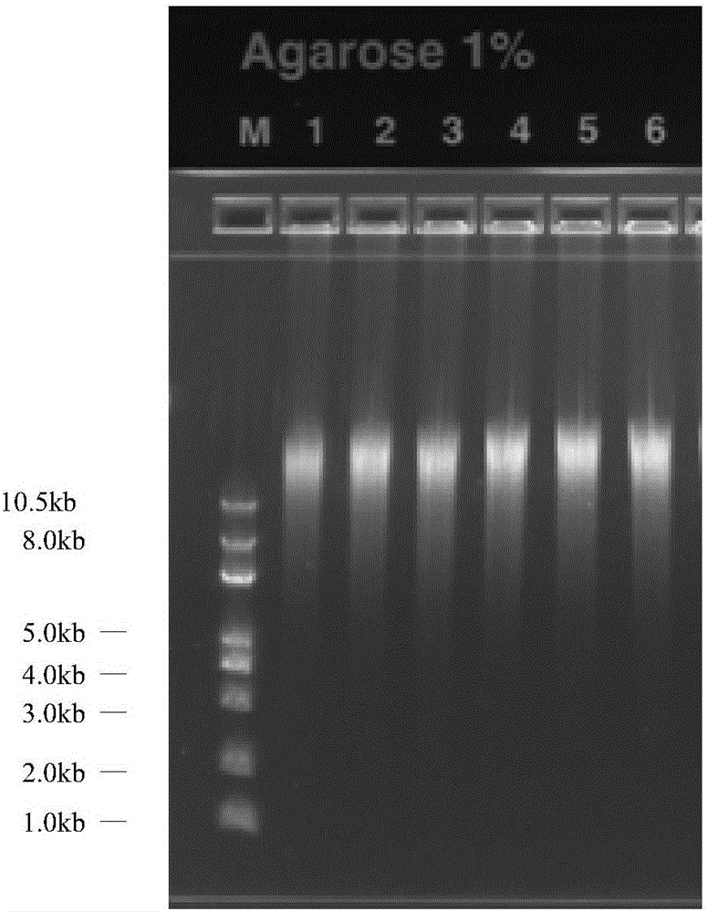 Method for detecting trace fungus by using single-cell sequencing and kit