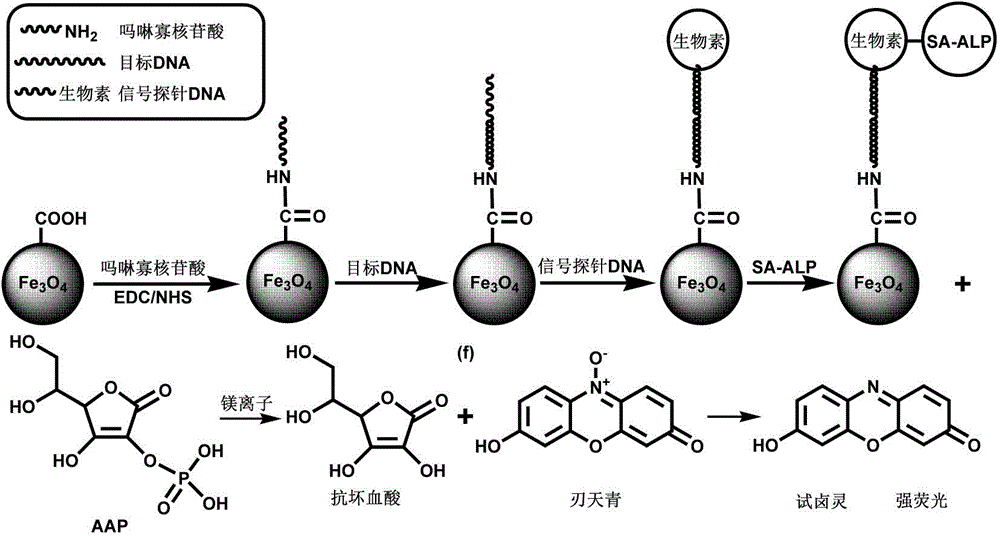 High-sensitivity DNA fluorescent analysis method based onmorpholine oligonucleotide functionalized magnetic microballoon