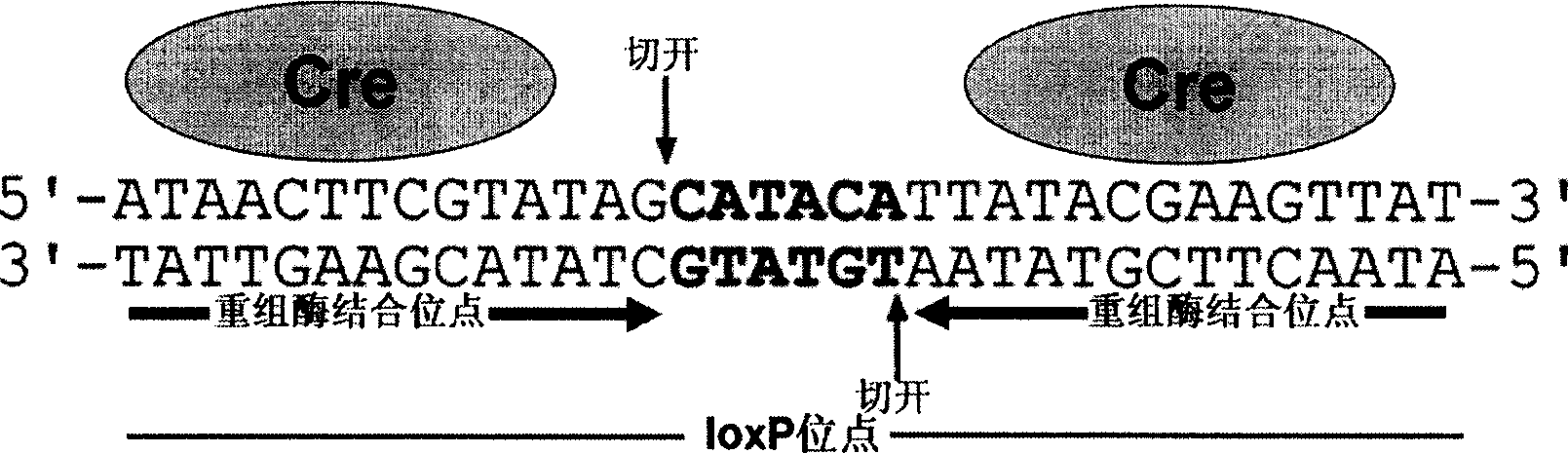 Novel Ti plasmid pElrLCG for saving plant embryos from lethal mutation and its preparation method