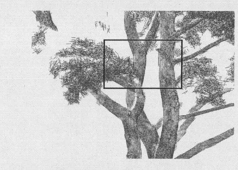 Method for automatically partitioning tree point cloud data