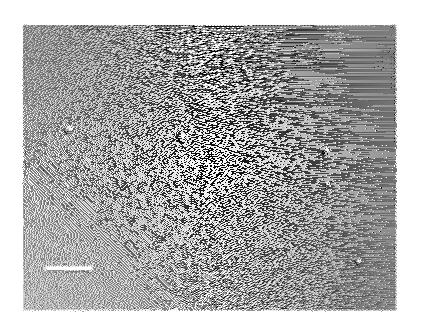 Copolymer-stabilized emulsions