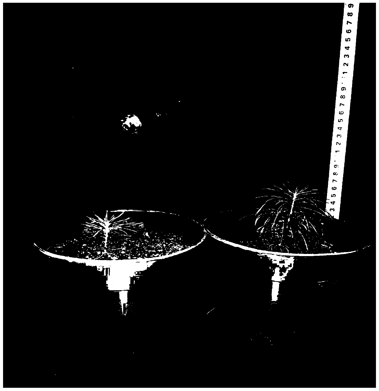 Growth-promoting complex microbial inoculant for dahurian larch, and preparation method and application method thereof