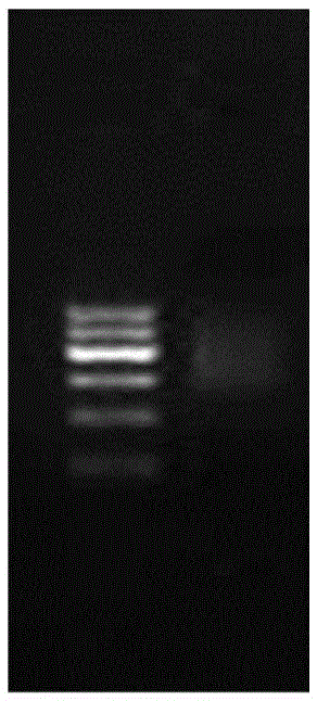 DNA sequencing method and next generation sequencing library