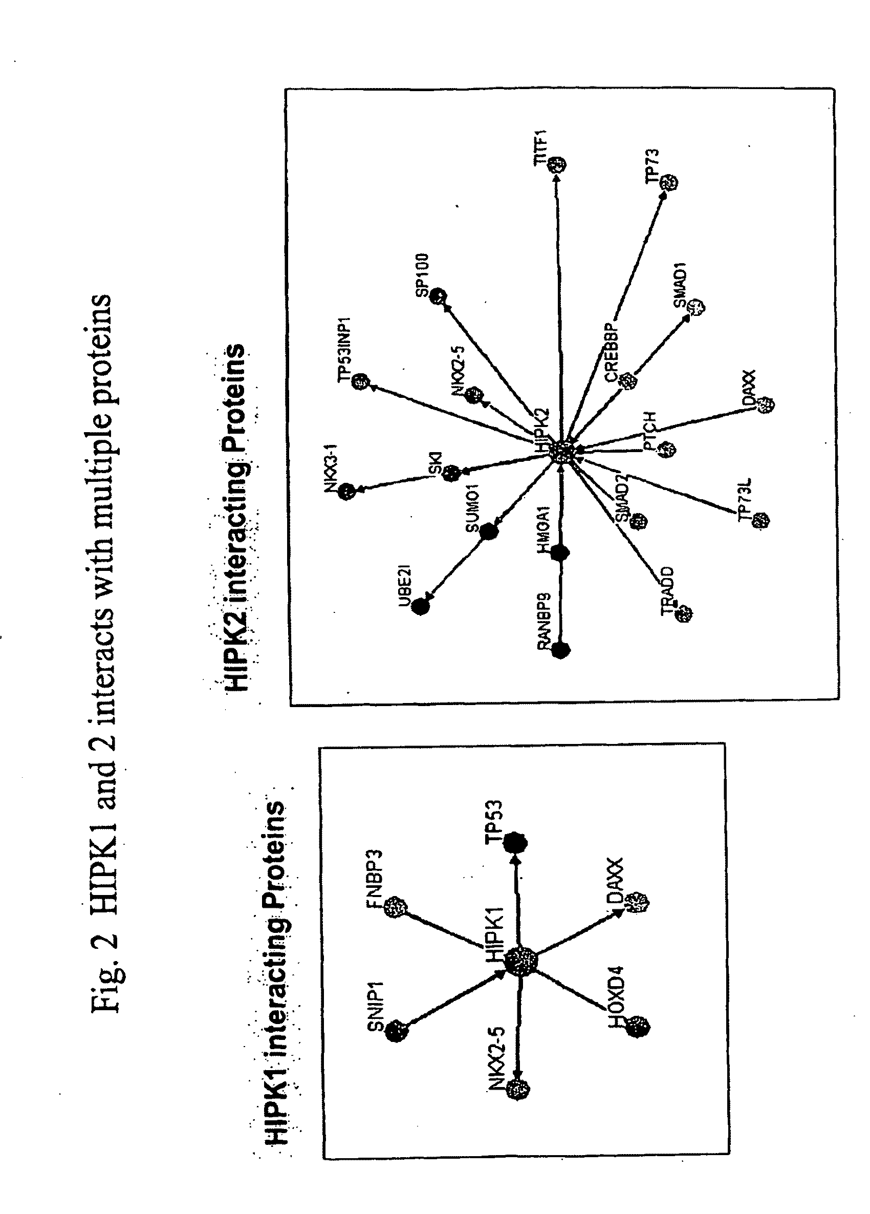 Mitotic Progression Genes and Methods of Modulating Mitosis