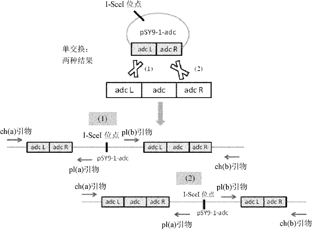 Method for knocking out gene in clostridium acetobutylicum