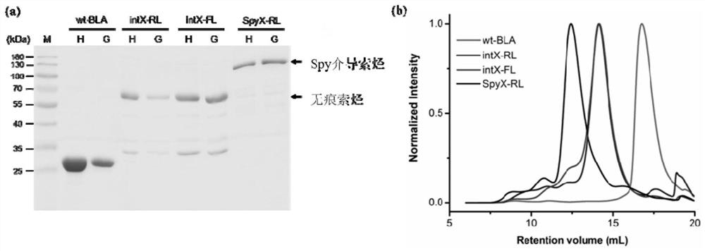 Intracellular synthesis of BLA traceless soxo hydrocarbon by using separated intein as connection means and preparation method of intracellular synthesis of BLA traceless soxo hydrocarbon