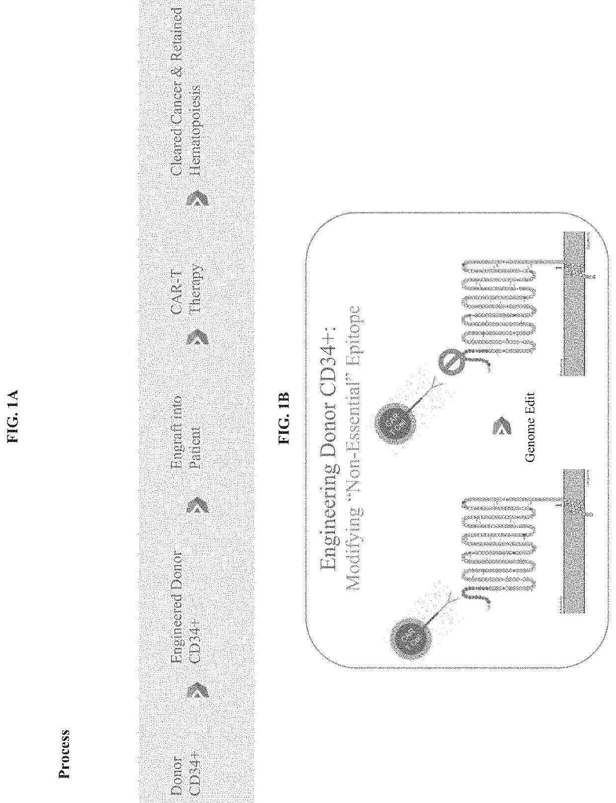 Genetically engineered hematopoietic stem cells and uses thereof