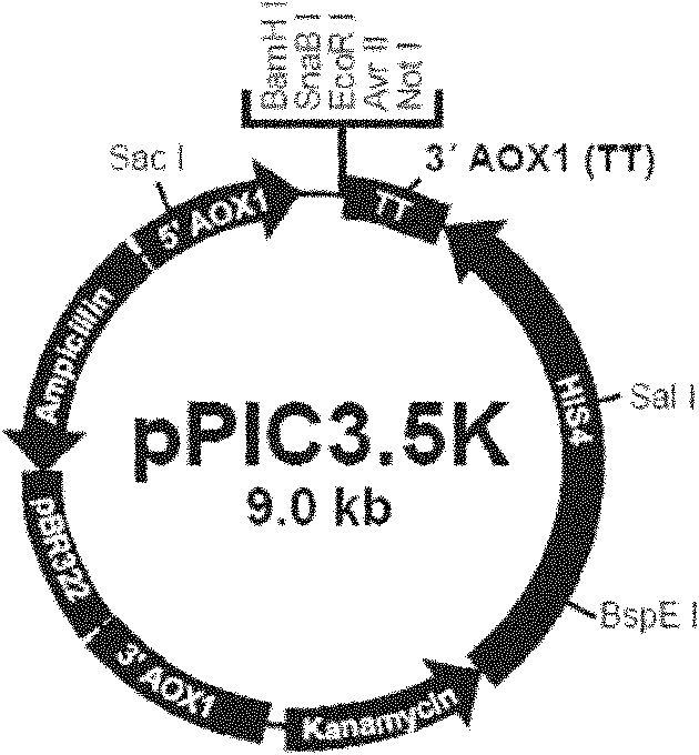 Vaccine against human papillomavirus (HPV) as well as preparation method and application thereof