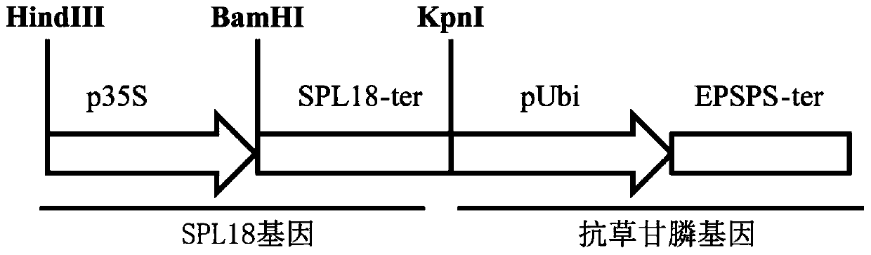 Application of a kind of spl18 gene in improving plant yield