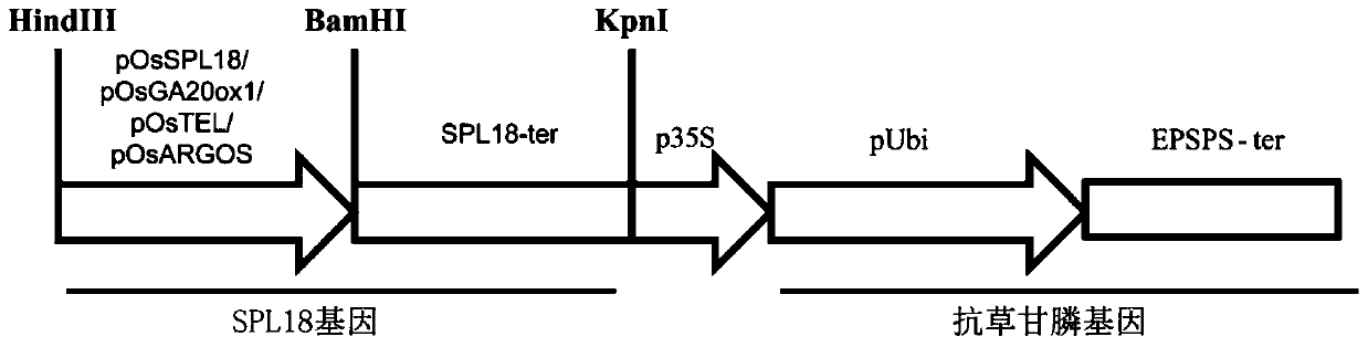 Application of a kind of spl18 gene in improving plant yield