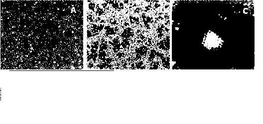 Method for co-culturing with nerve stem cell to inducing rASCs to be DA Neuron by Lmx1a mediation