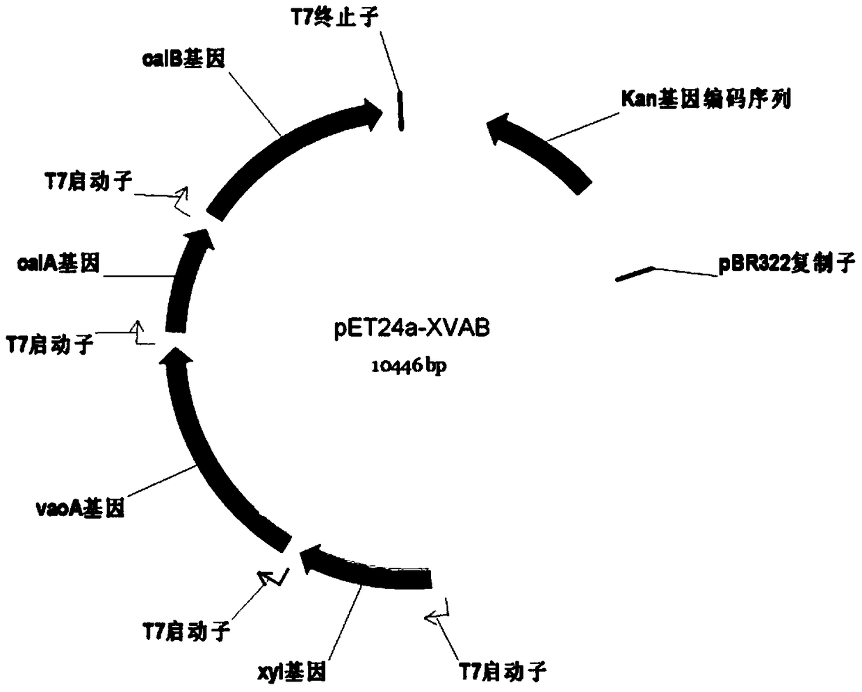 A ferulic acid production engineering strain, construction method and biotransformation method