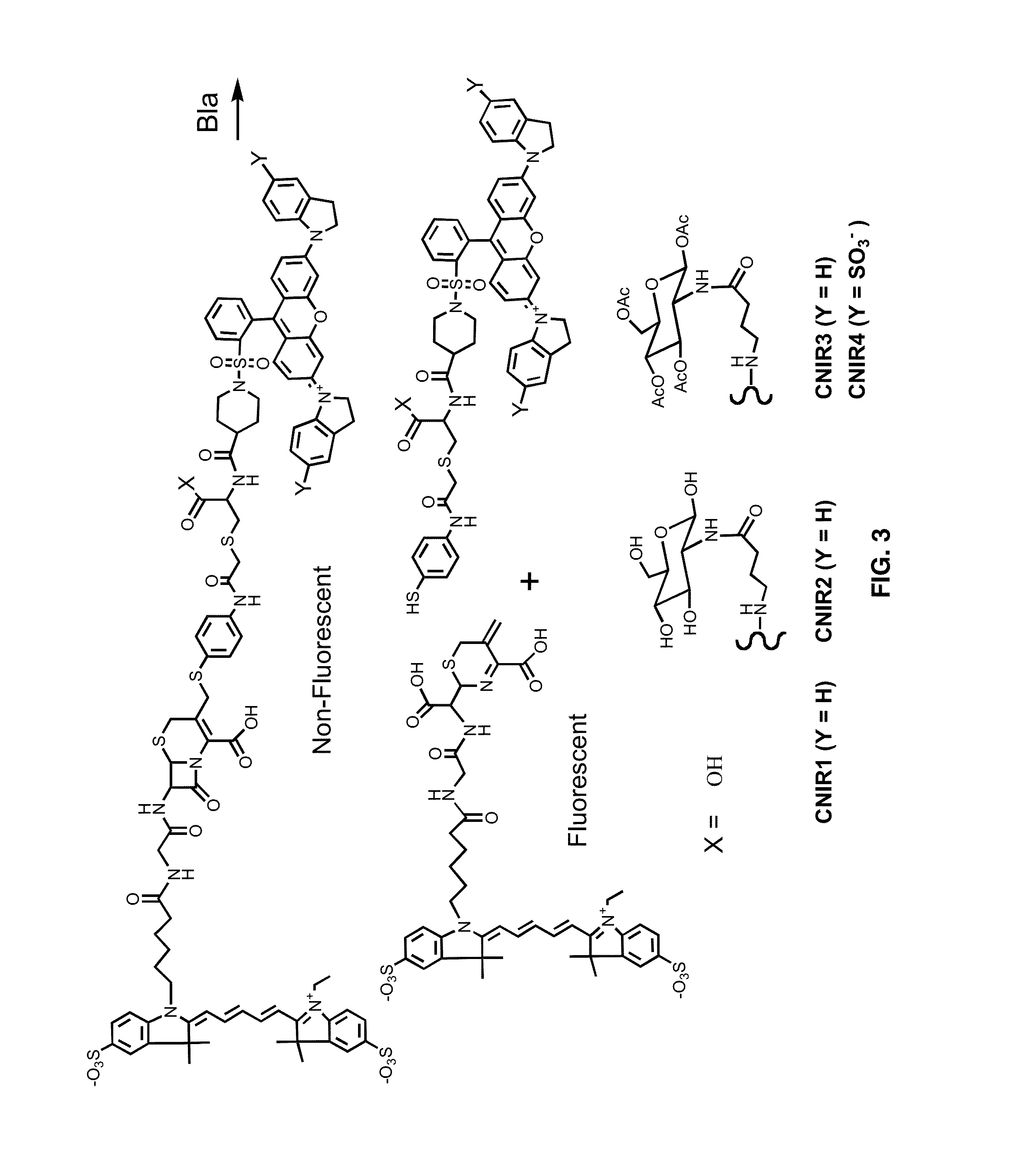 Use of bacterial beta-lactamase for in vitro diagnostics and in vivo imaging, diagnostics and therapeutics