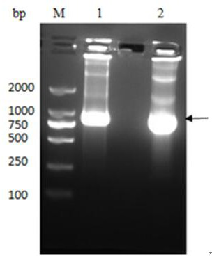 An anti-H5N1 viropexis antibody PTD (Protein transduction domain)-3F and application